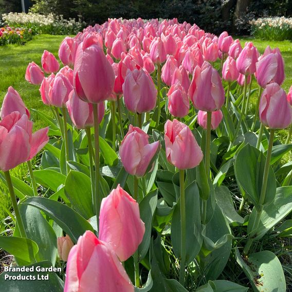 Tulip 'Pink Giant'