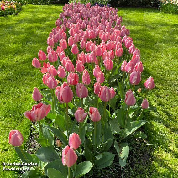 Tulip 'Pink Giant'