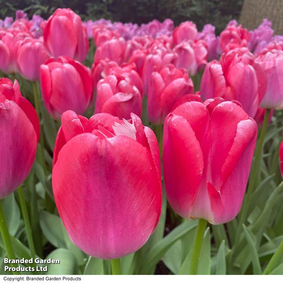 Tulip 'Pink Giant'