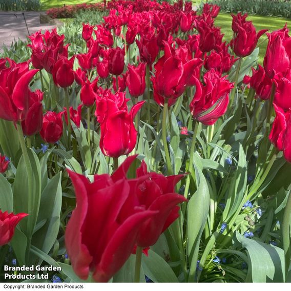 Tulip 'Pretty Woman'