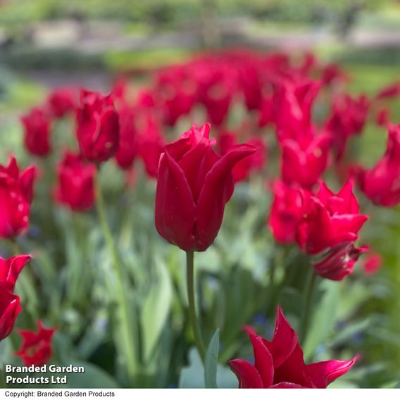 Tulip 'Pretty Woman'