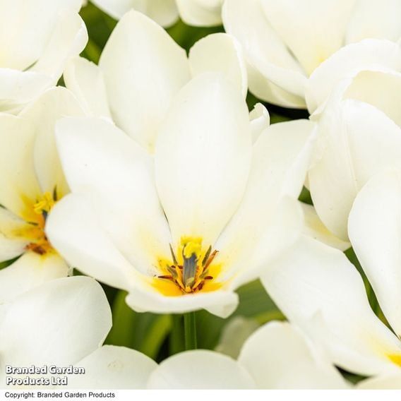 Tulip 'Purissima'