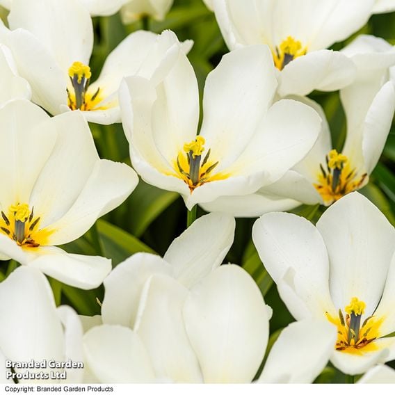 Tulip 'Purissima'