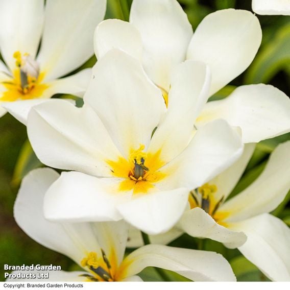 Tulip 'Purissima'