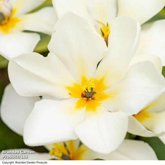Tulip 'Purissima'