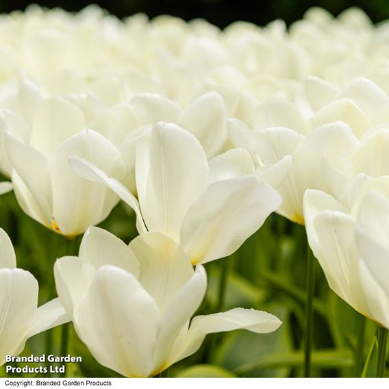 Tulip 'Purissima'