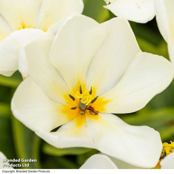 Tulip 'Purissima'