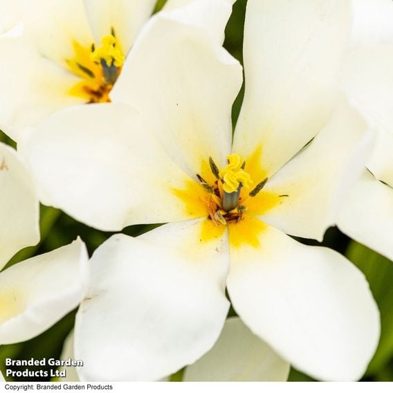 Tulip 'Purissima'