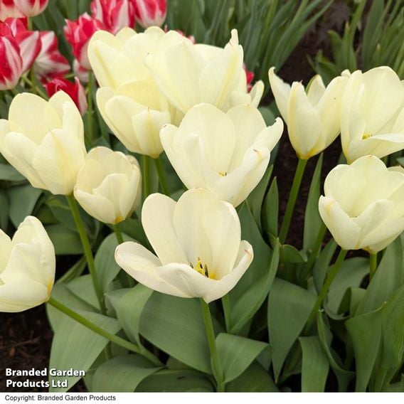 Tulip 'Purissima'