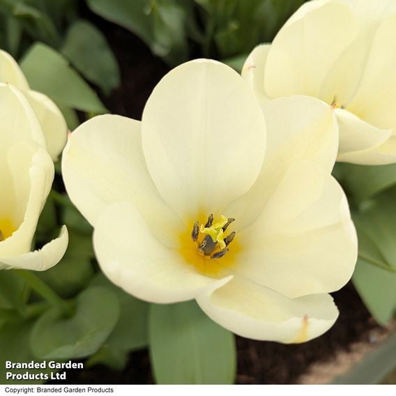 Tulip 'Purissima'