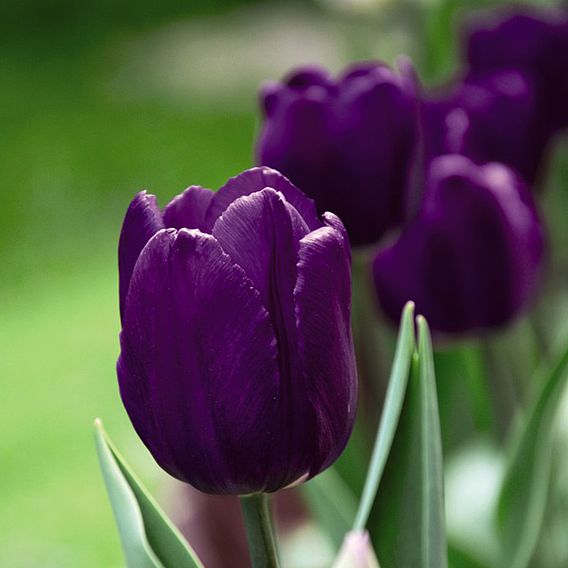 Tulip 'Purple Flag'