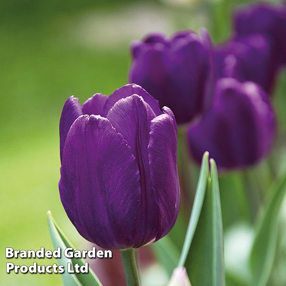 Tulip 'Purple Flag'