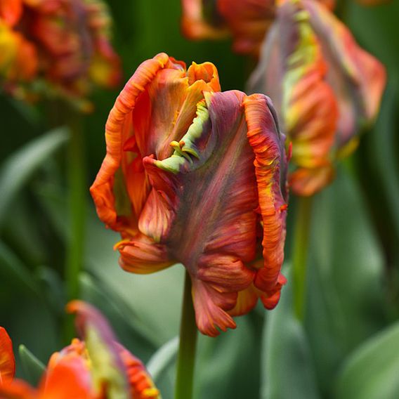 Tulip 'Rasta Parrot'