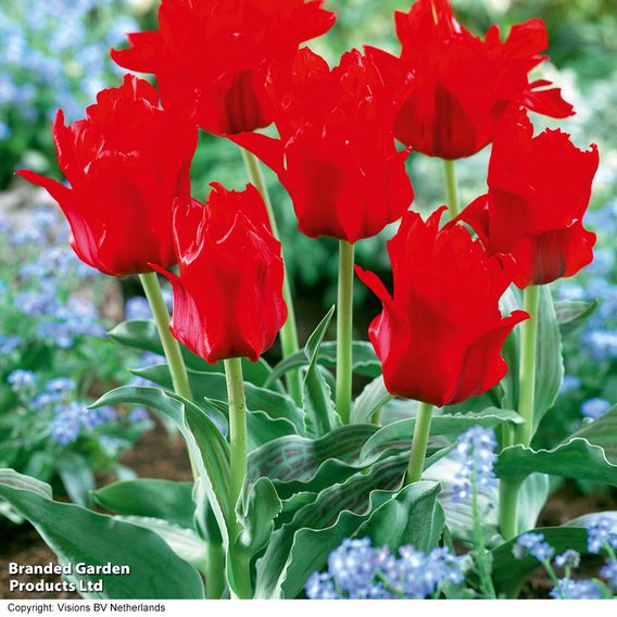 Tulip 'Red Riding Hood'
