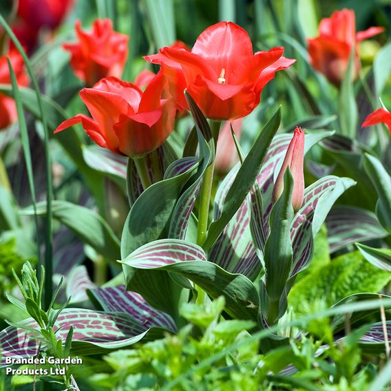 Tulip 'Red Riding Hood'