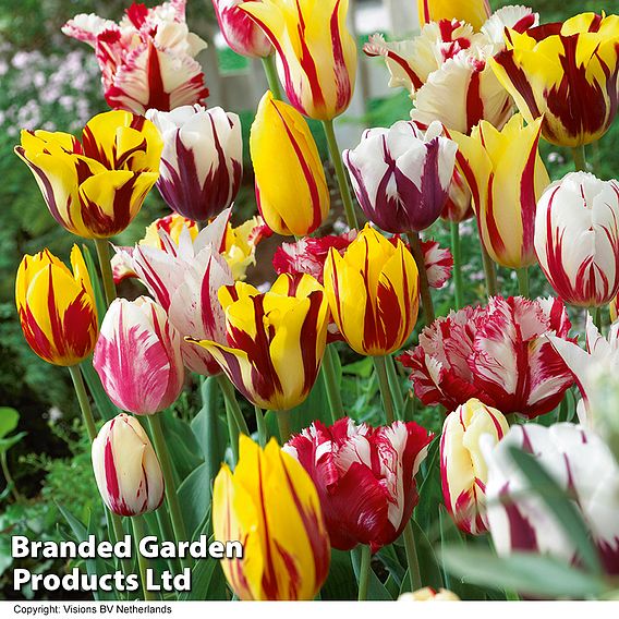 Tulip 'Rembrandt Mix'