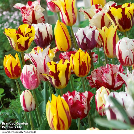 Tulip 'Rembrandt Mix'