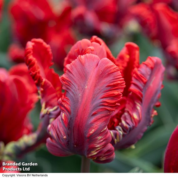 Tulip 'Rococo'