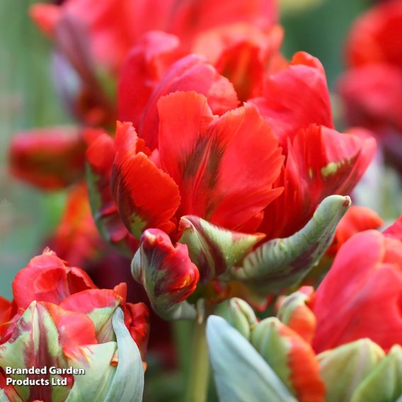 Tulip 'Rococo'