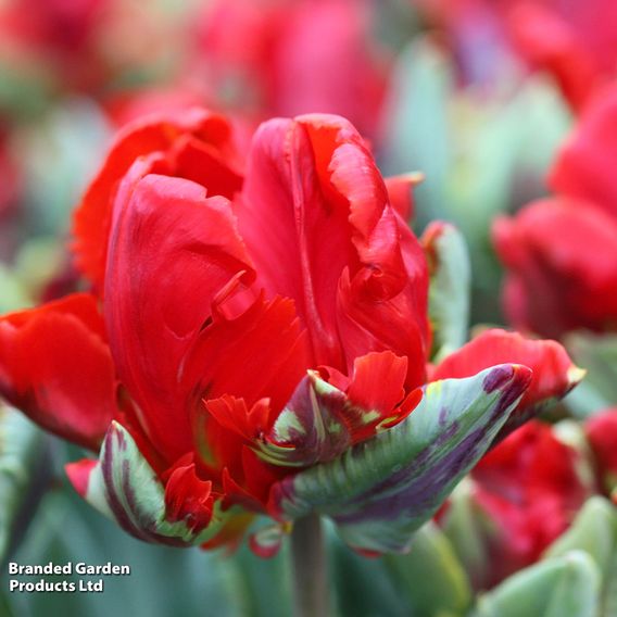 Tulip 'Rococo'