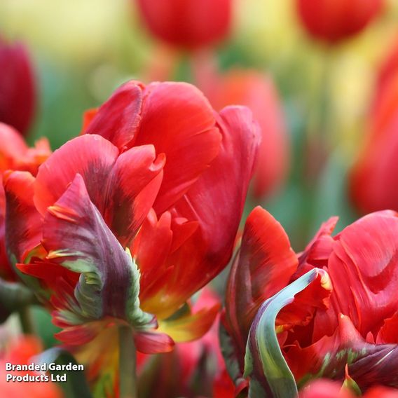Tulip 'Rococo'