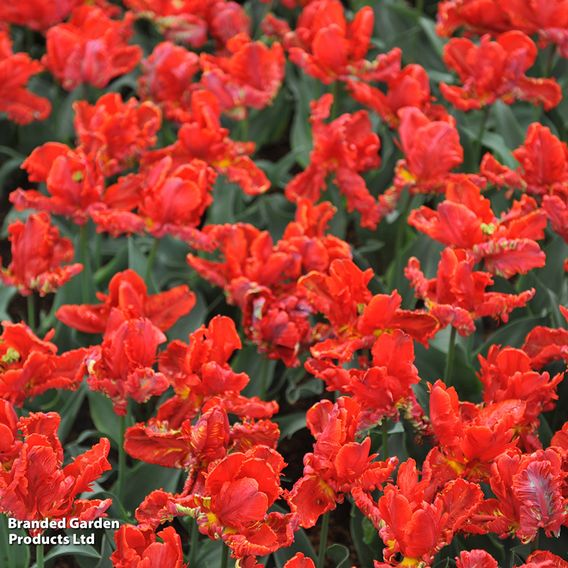 Tulip 'Rococo'