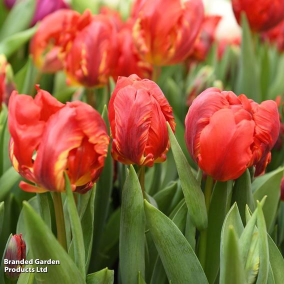 Tulip 'Rococo'