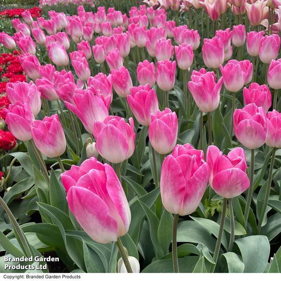 Tulip 'Sinfonie'