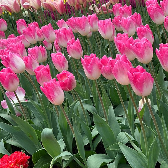 Tulip 'Sinfonie'