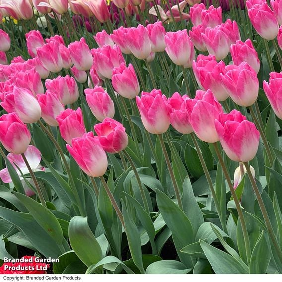 Tulip 'Sinfonie'