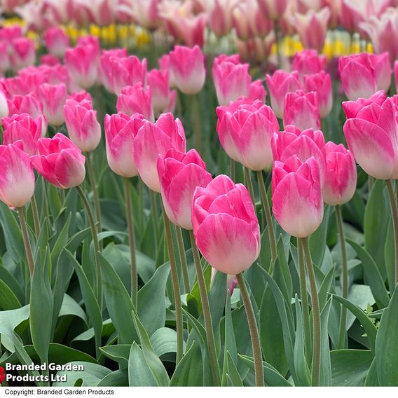 Tulip 'Sinfonie'