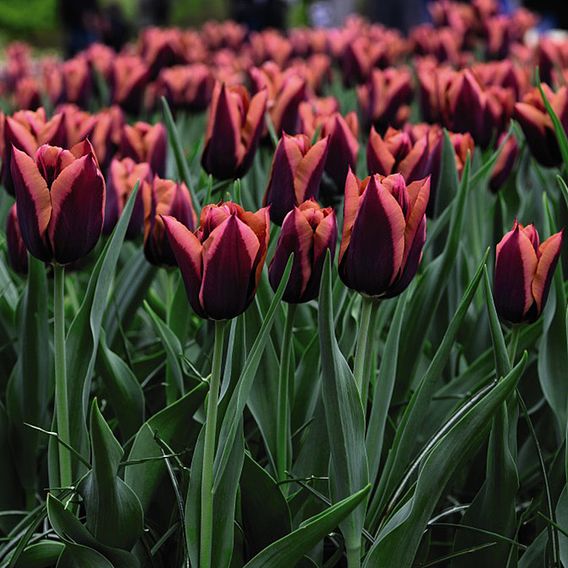 Tulip 'Slawa'