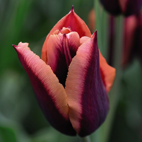 Tulip 'Slawa'