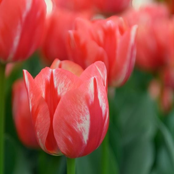 Tulip 'Spryng Break'