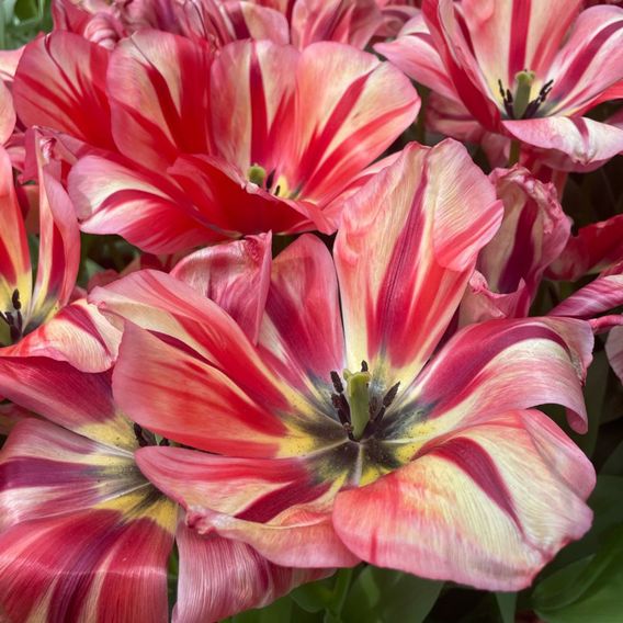 Tulip 'Spryng Break'