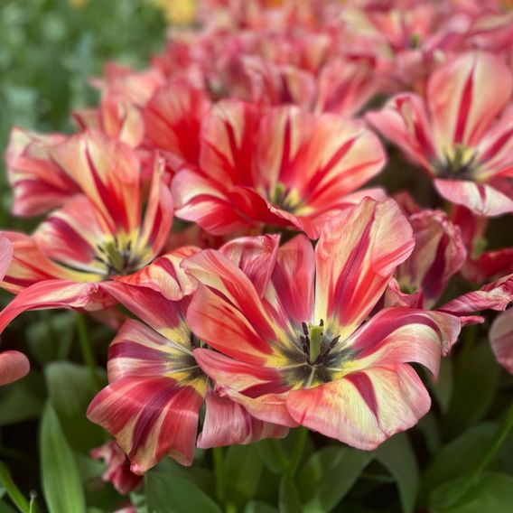 Tulip 'Spryng Break'