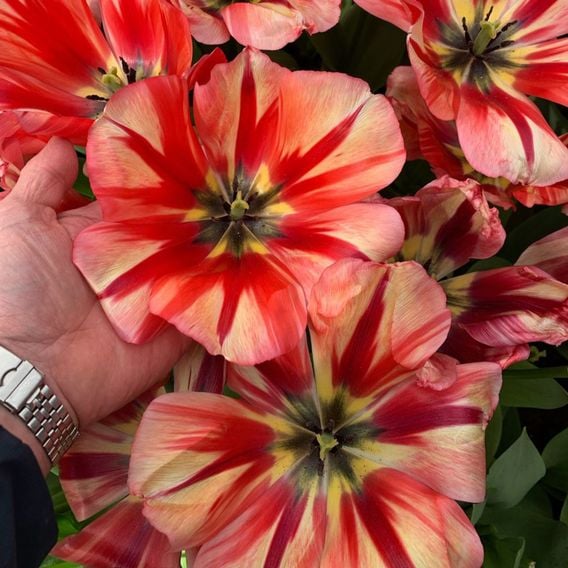 Tulip 'Spryng Break'