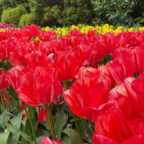Tulip 'Spryng Break'