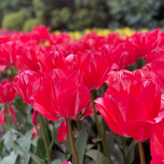 Tulip 'Spryng Break'