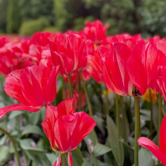 Tulip 'Spryng Break'
