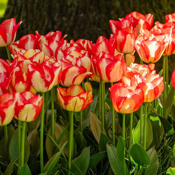Tulip 'Spryng Break'