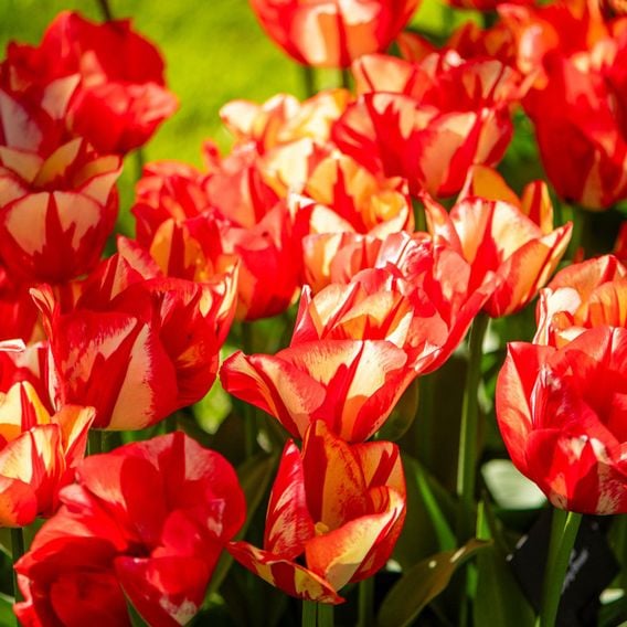 Tulip 'Spryng Break'
