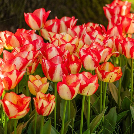 Tulip 'Spryng Break'