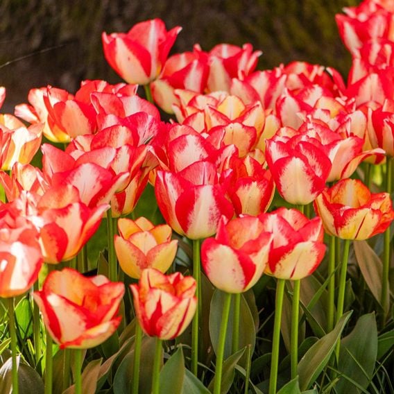 Tulip 'Spryng Break'