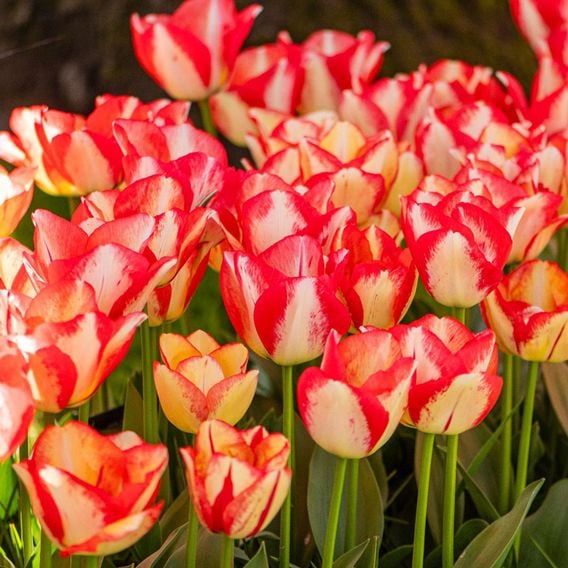 Tulip 'Spryng Break'
