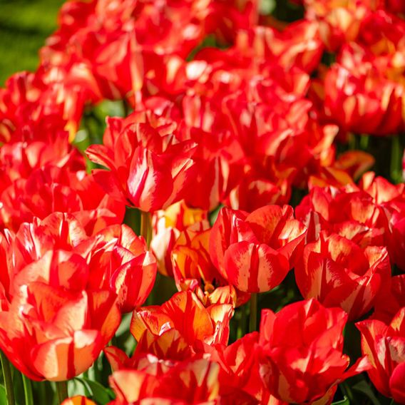 Tulip 'Spryng Break'