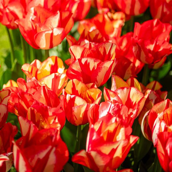 Tulip 'Spryng Break'