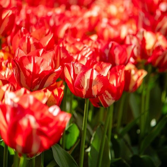 Tulip 'Spryng Break'
