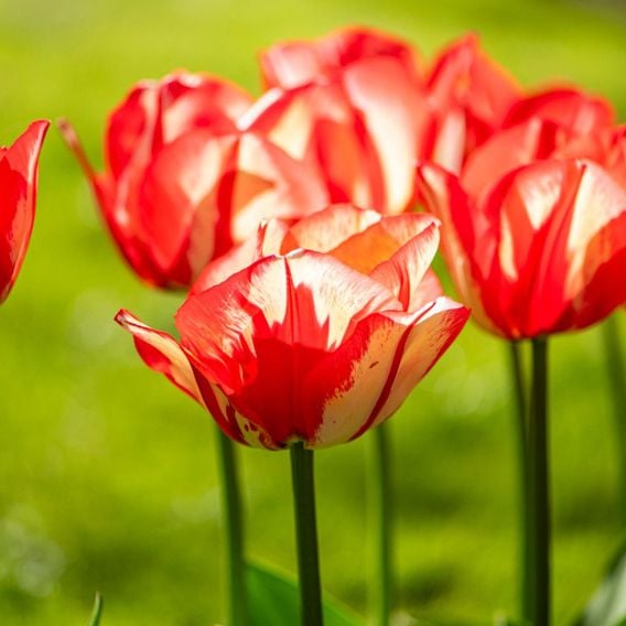 Tulip 'Spryng Break'