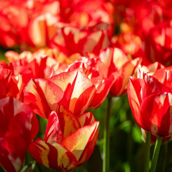 Tulip 'Spryng Break'
